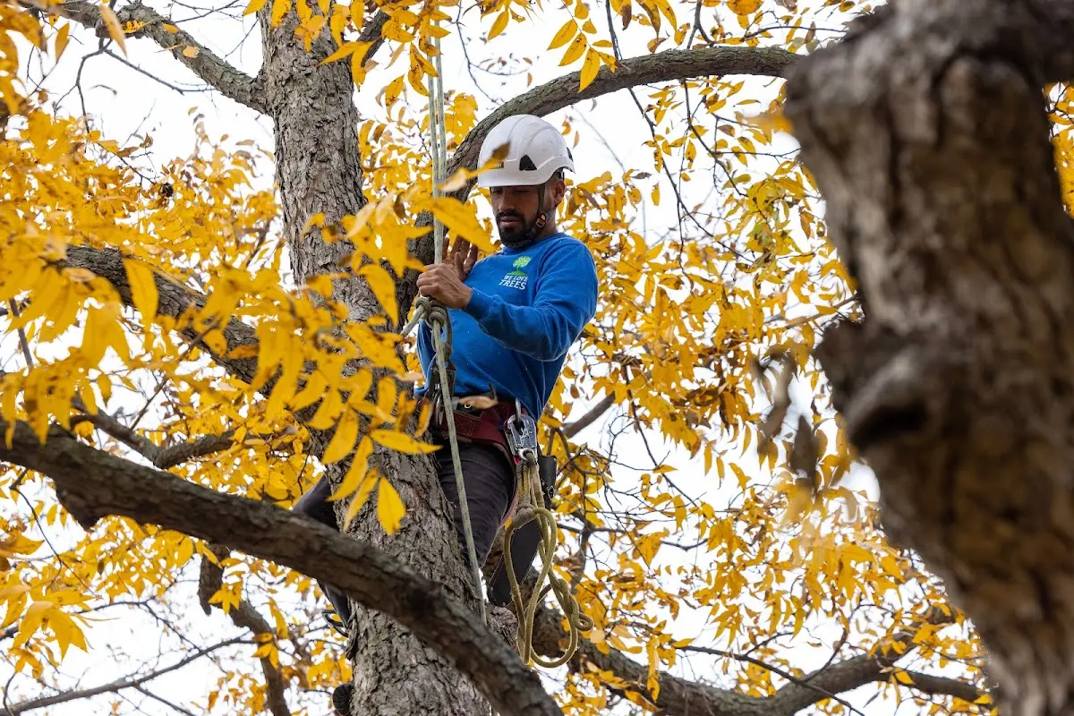 Skilled Tree Planting crew working in Pecatonica